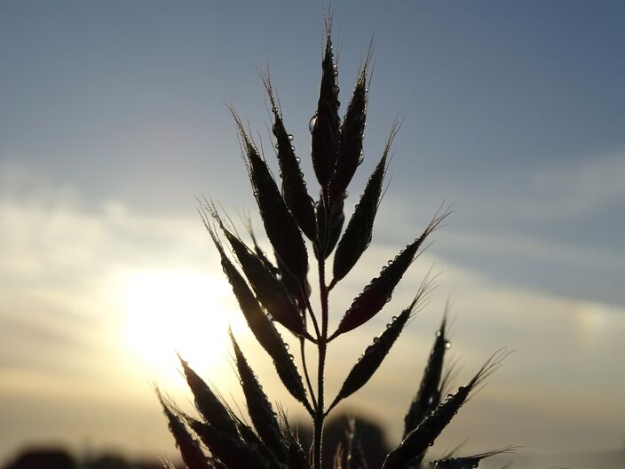 Foto gemaakt door Dilia van Zon - Schoonhoven Foto gemaakt door Dilia van Zon - Schoonhoven