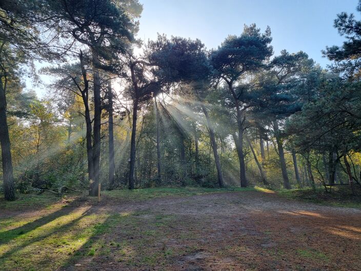 Foto gemaakt door Huub van Luijt - Weert - Vochtige lucht in het bos verstrooit het zonlicht