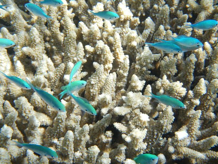 Foto gemaakt door 'csharker' via Pixabay - Great Barrier Reef