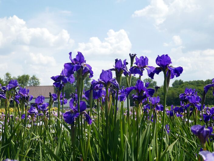 Foto gemaakt door Nellie Bartels - Noordwijkerhout - De lente van 2022 bracht uitzonderlijk veel mooi-weerdagen, zonder dat het heel warm werd. 