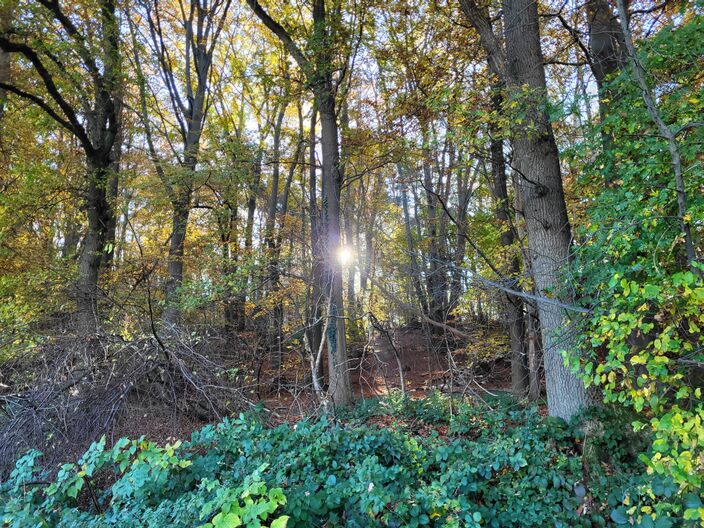 Foto gemaakt door Marco Franssen - Brunssum - Op de heide bij Brunssum scheen de zon vanochtend al even mooi. 