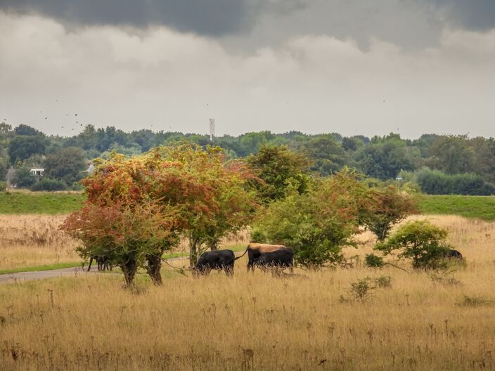 Foto gemaakt door John Oomen - Brabant - We gaan enkele zeer herfstachtige dagen tegemoet. Buien hebben de overhand en vooral in de kustgebied en kan veel regen vallen. Verder is het behoorlijk koud. 