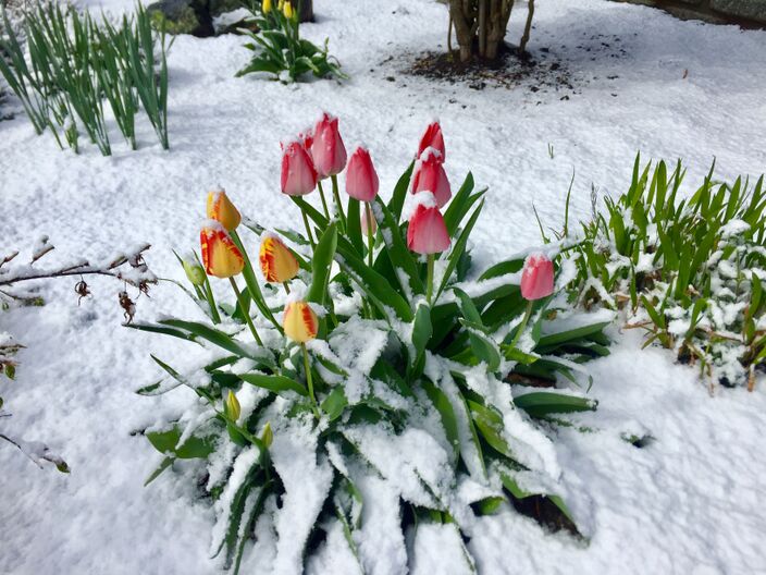 Foto gemaakt door Jessie van Neer - Beesel - Ligt jouw tuin er vrijdag ook zo bij?