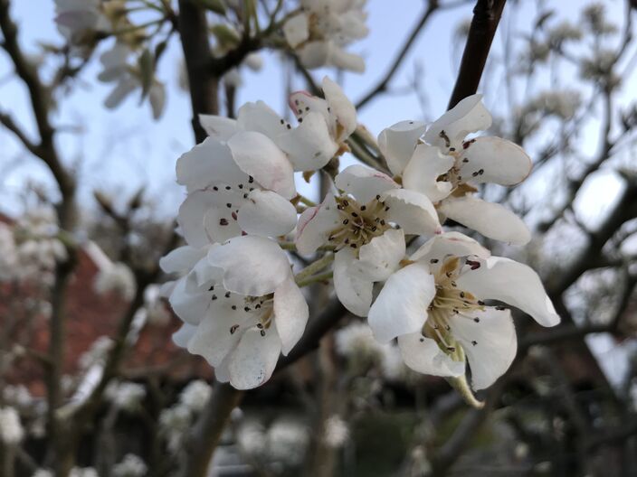 Foto gemaakt door Erwin Lankheet - Haaksbergen - De pruimenbloesem in Haaksbergen raakte tijdens de vorst van zondag 3 april beschadigd. Nu zit er bijna geen pruim meer aan de bomen. 