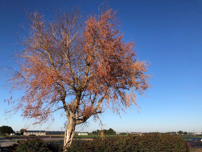 Foto gemaakt door Jolanda Bakker - Zevenhuizen - Een boom in de buurt van Zevenhuizen laat door de droogte zijn blad al vallen. 