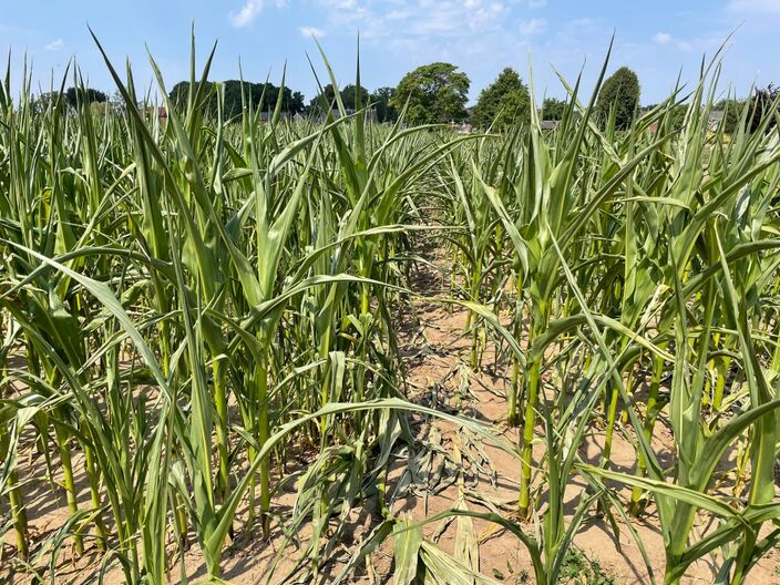 Foto gemaakt door Jessie van Neer - Op sommige plekken begint de droogte zo langzamerhand alweer problematisch te worden