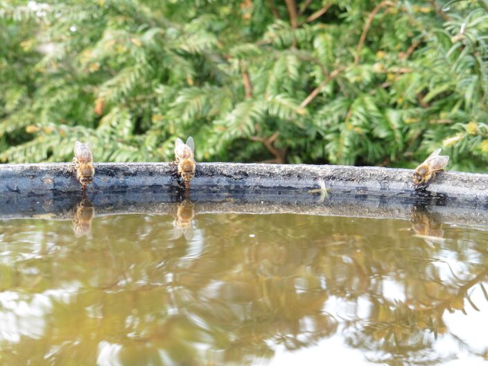 Foto gemaakt door Erwin Lankheet - Haaksbergen - Water halende bijen drinken in de 'bijenkroeg' en brengen het water hierna naar hun volk.