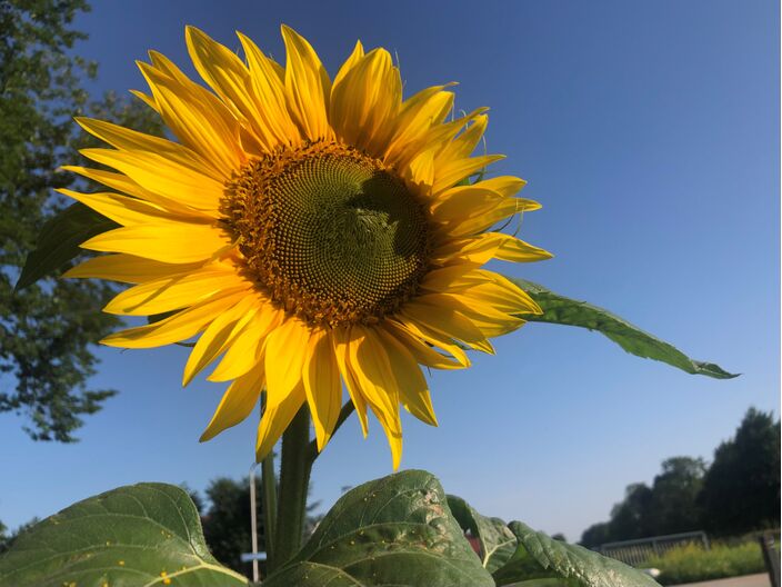 Foto gemaakt door Jolanda Bakker - Zevenhuizen - Augustus kan de zomer maken en augustus kan de zomer breken. Voorlopig lijkt het erop dat augustus de zomer gaat maken. De nieuwe 30-daagse bevestigt dat.