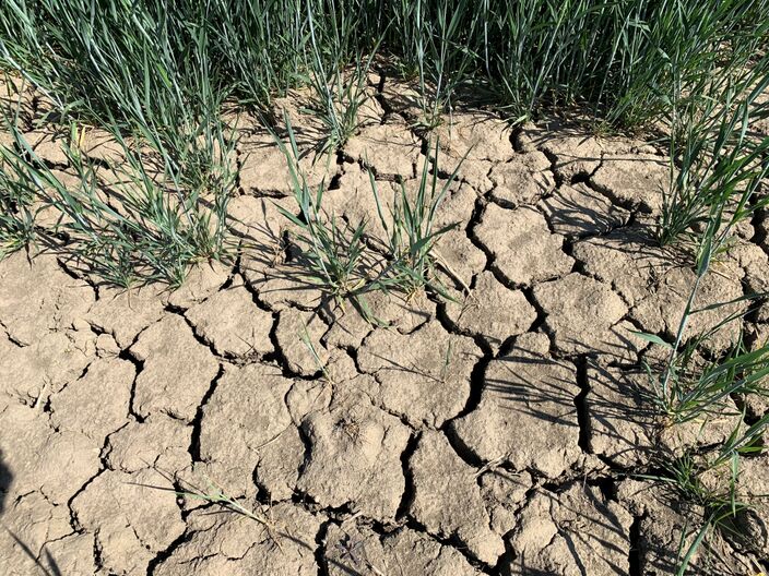 Foto gemaakt door Erica van Leeuwen - Een toenemende kans op droogte is slechts een van de vele consequenties van de opwarming van de Aarde