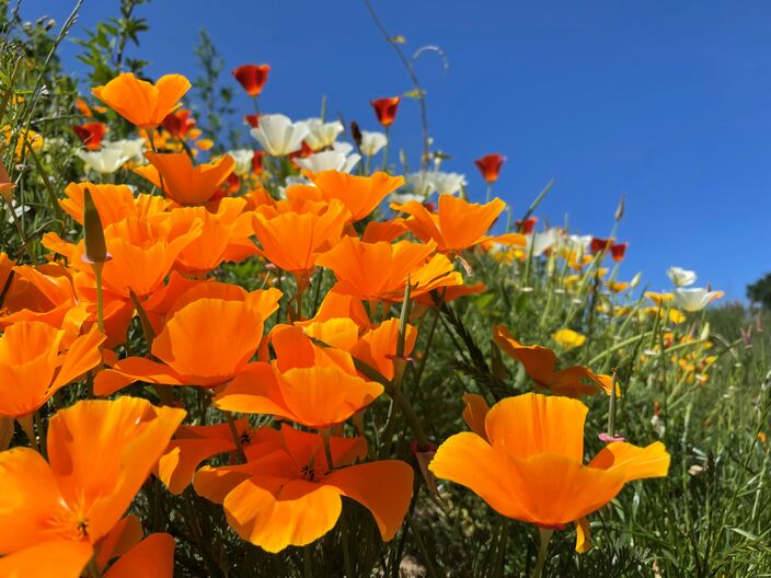 Foto gemaakt door Jessie van Neer - Beesel - De luchtdrukverdeling die dit weekend voor vrij zonnig en warm weer zorgt zou de komende weken of zelfs maanden wel eens vaker kunnen gaan voorkomen.