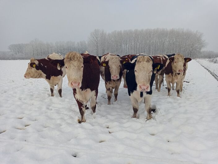 Foto gemaakt door Sabine Teurlings - Udenhout - Waar is ons gras?