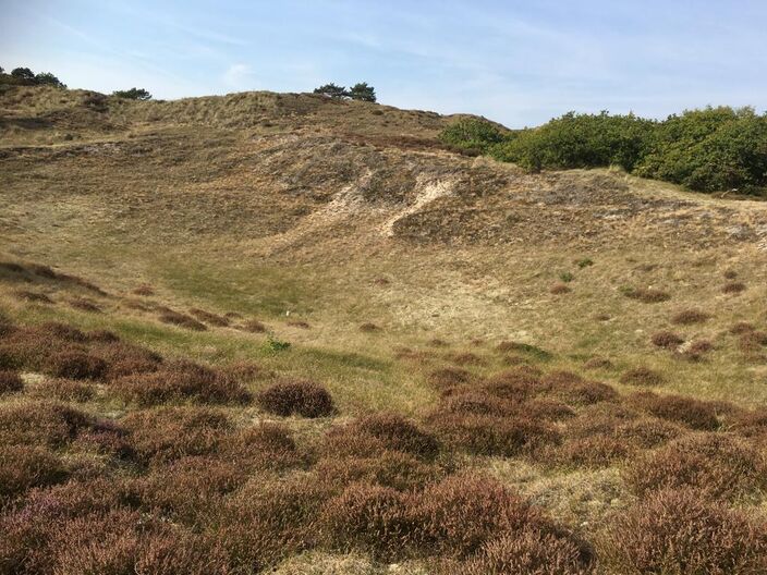 Foto gemaakt door Pieter Bliek - Bergen - De duinpan Bol-2 in het Bergense Bos, tussen Bergen en Bergen aan Zee. 