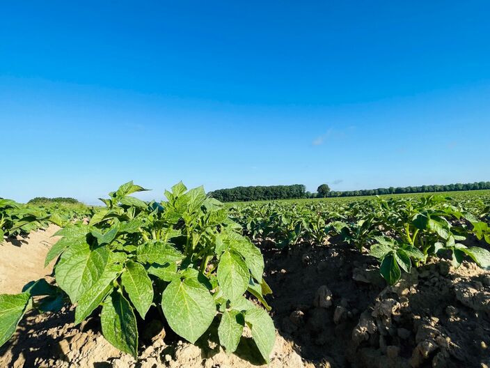 Foto gemaakt door Jessie van Neer - Beesel - De aardappelen staan even te genieten van de regen die gevallen is, maar voor hoe lang?