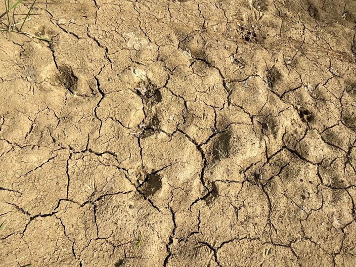 Foto gemaakt door Jessie van Neer - Beesel (Limburg) - Een wekenlange droge en soms frisse noordelijke wind, hoe zit dat? Komende week lijkt er wel iets te gaan veranderen; met de hogere temperaturen zal de droogte dan alleen maar verder verscherpen. 