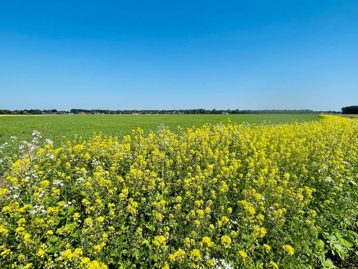 Foto gemaakt door Jessie van Neer - Vandaag is niet de eerste keer deze junimaand dat de lucht strakblauw is. Nog nooit scheen de zon in juni zo vaak!