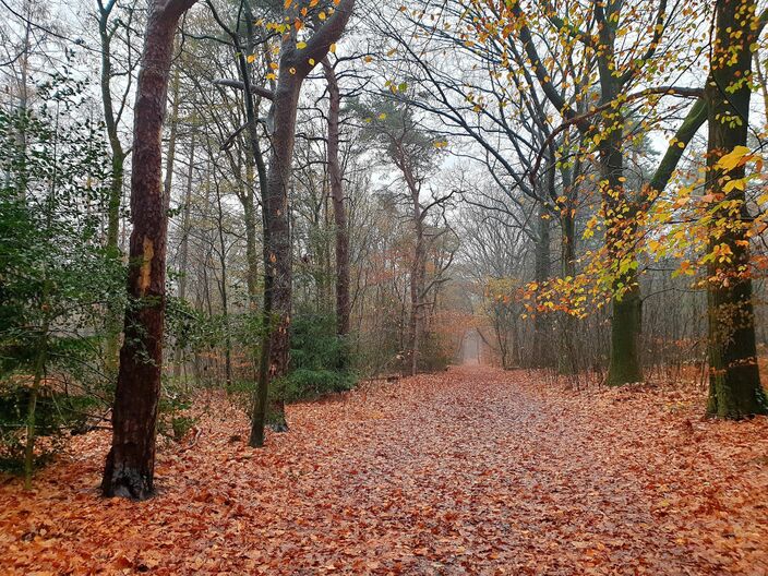 Foto gemaakt door Geurt van Roekel - Bennekom