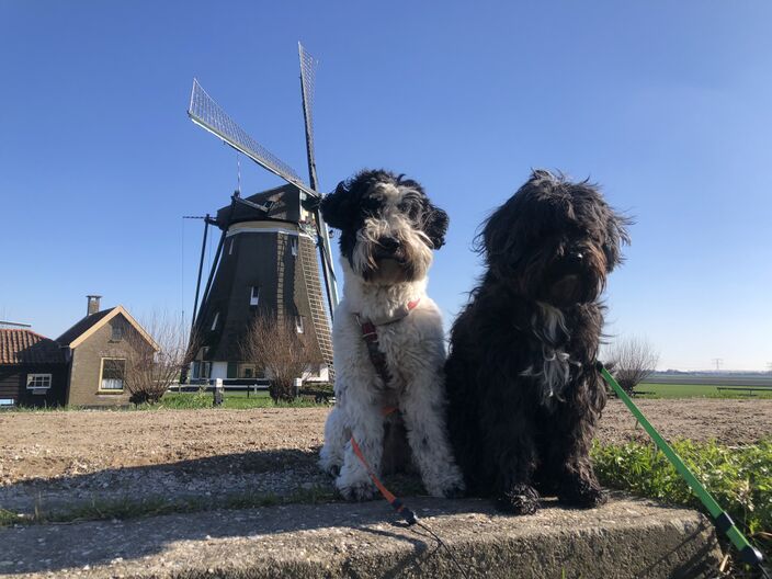 Foto gemaakt door Jolanda Bakker - Zevenhuizen - Hoewel de temperaturen de komende tijd laag voor de tijd van het jaar blijven, verandert het weer. Volgende week krijgt het zelfs een winters karakter. 