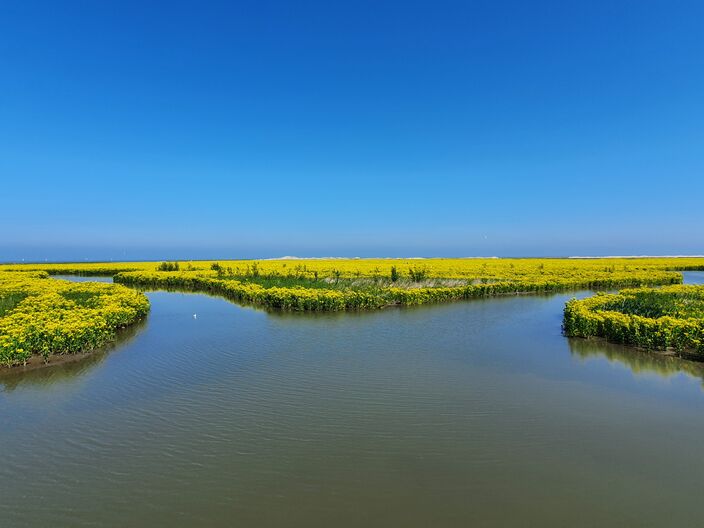 Foto gemaakt door Reinout van den Born - Marker Wadden - Het Haveneiland van de Marker Wadden.