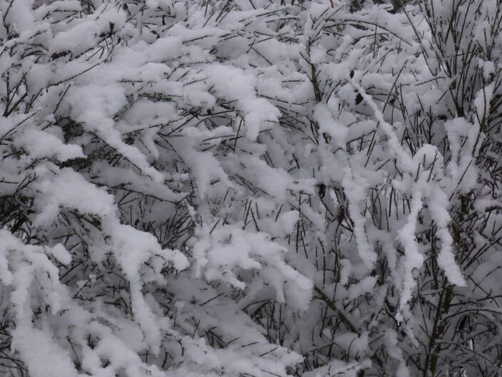 Foto gemaakt door Chris Meeuwis - Hilversumse Heide - De regio van Hilversum ontwaakte in een witte wereld met al een aardige laag sneeuw.