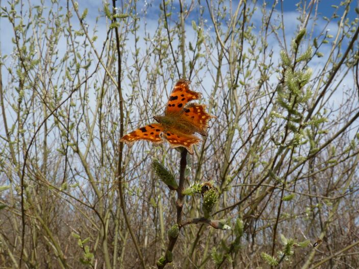 Foto gemaakt door Chris Meewis - Hilversum - Door het zeer zachte weer is de natuur in de war. Planten lopen uit, vlinders en bijen komen al tevoorschijn...