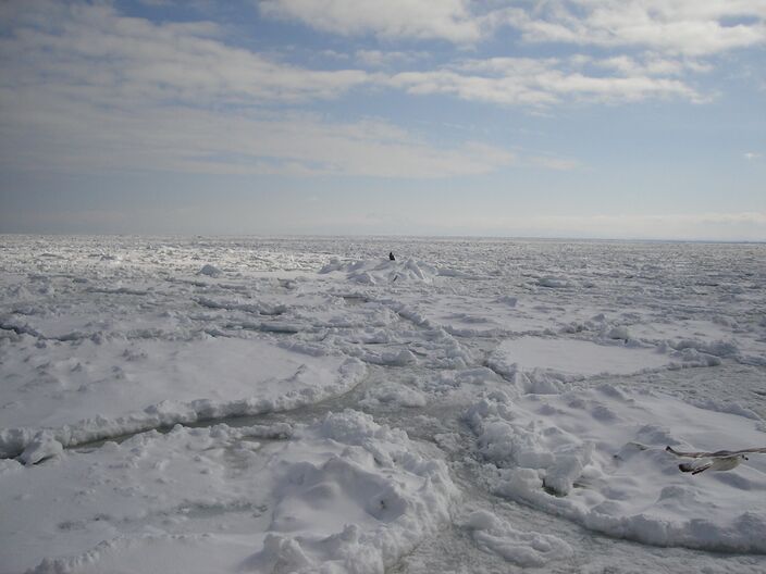 Foto gemaakt door Wikipedia - Noordpool - Zee-ijs op drift in het noordpoolgebied.