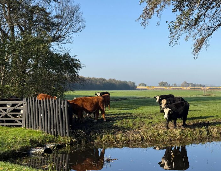 Foto gemaakt door Janine van Rooden - Landgoed Keukenhof (Lisse) - Dichte mist trok open en de zon kwam tevoorschijn afgelopen vrijdag Foto gemaakt door Janine van Rooden - Landgoed Keukenhof (Lisse) - Dichte mist trok open en de zon kwam tevoorschijn afgelopen vrijdag