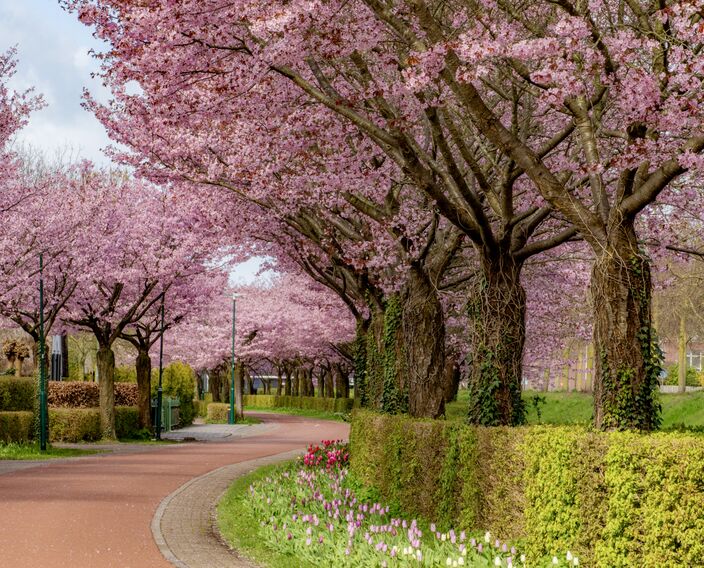 Foto gemaakt door Lidia Veldboer - Houten Foto gemaakt door Lidia Veldboer - Houten