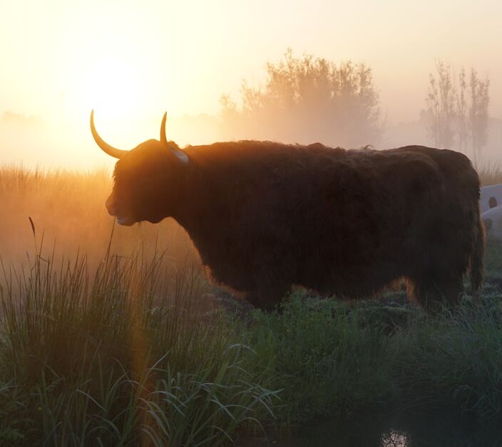 Foto gemaakt door Joost Mooij - Alphen aan den Rijn - Een Galloway in de mist tijdens zonsopkomst.