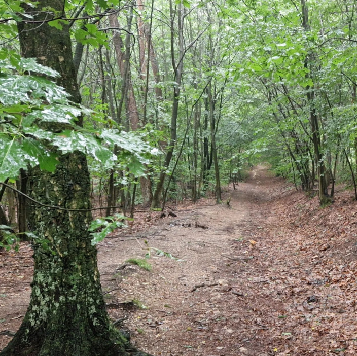 Foto gemaakt door Reinout van den Born - Velp - Het is droog buiten. Tijd voor een snelle wandeling door het donkere bos. En dan begint het toch te regenen...