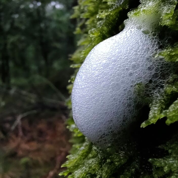 Foto gemaakt door Gertjan (@LegeGJ) - Leersum - Schuimklodder op een boom