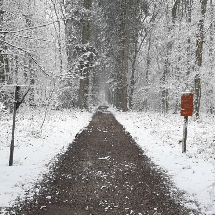 Foto gemaakt door Raymond Tans - Vijlenerbos (Vaals) - Ook het Vijlenerbos ziet er prachtig uit door het laagje sneeuw.
