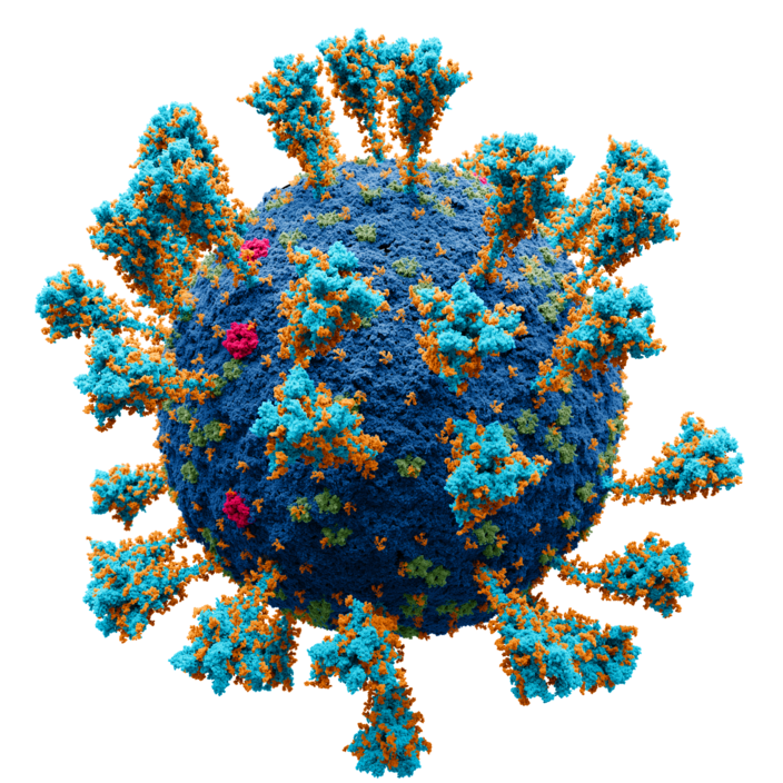 Foto gemaakt door Wikipedia - Het coronavirus.
