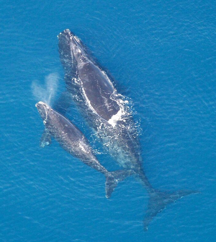 Foto gemaakt door Wikipedia - De Noordkaper, een grote walvis, is door klimaatverandering aan de Noord-Amerikaanse kust ernstig in het nauw gekomen. De walvis dreigt uit te sterven.