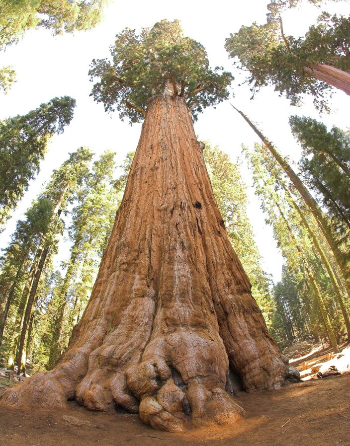 Foto gemaakt door Jim Bahn - Sequoia National Park - The General Sherman Tree, de grootste boom ter wereld in Sequoia National Park in Californië. 