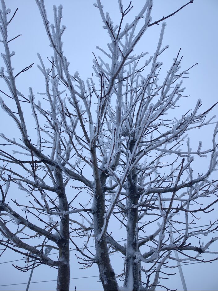 Foto gemaakt door Youri Witmer - Winterberg - Door de afwisseling van regen, ijzel, ijsregen en sneeuw zijn de bomen langs de pistes bedenkt met een dikke laag ijs. Door de harde wind hoorde je gekraak.