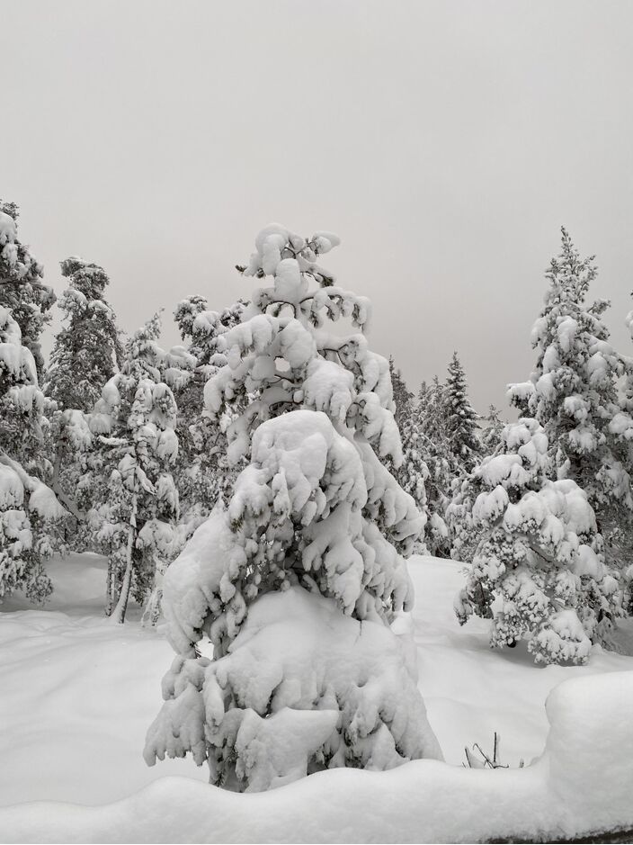 Foto gemaakt door Anna Sartell - Nuuksio (Finland) - Ter illustratie: sneeuw in Finland eerder deze maand. In dat land verloopt de kerst vrijwel overal wit, net als op veel andere plekken in de wereld.