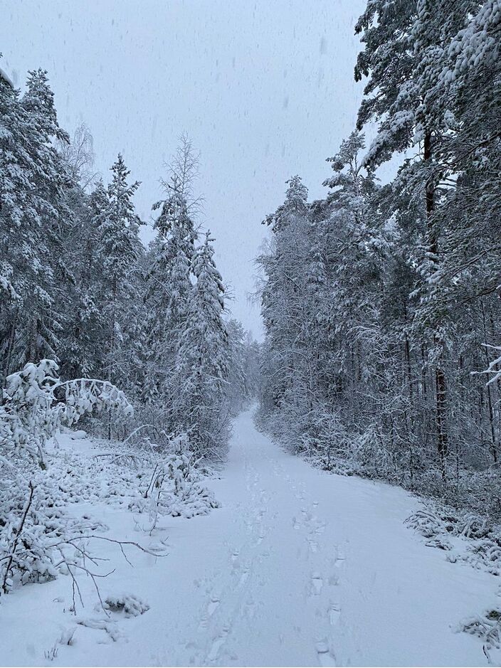 Foto gemaakt door Daan van den Broek - ter illustratie: sneeuw in Repovesi, Finland in december 2020.